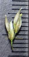 Spikelet pairs